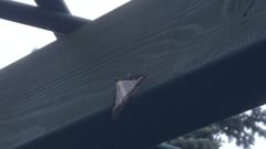 Cydalima perspectalis