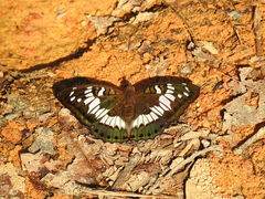 Euthalia adonia pinwilli