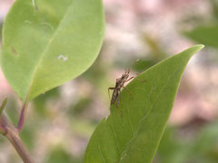 Riptortus abdominalis