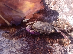 Metopograpsus frontalis