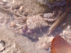 Metopograpsus frontalis
