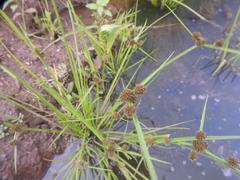 Cyperus difformis image