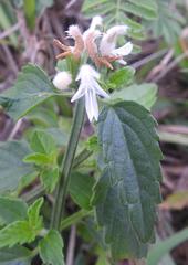 Leucas glabrata