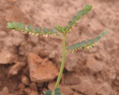 Phyllanthus parvulus