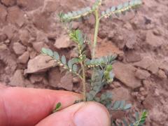 Phyllanthus parvulus