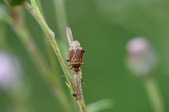 Deraeocoris olivaceus