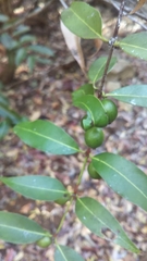 Polysphaeria capuronii