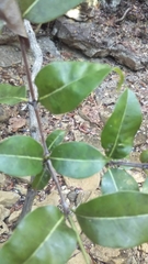 Polysphaeria capuronii