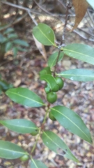 Polysphaeria capuronii