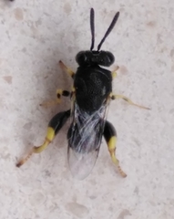 Brachymeria tibialis
