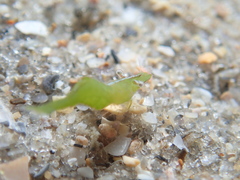 Hippolyte zostericola