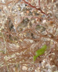 Hippolyte zostericola