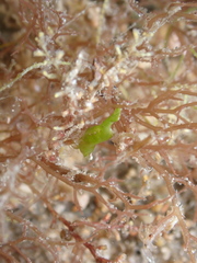 Hippolyte zostericola