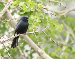 Dicrurus adsimilis fugax