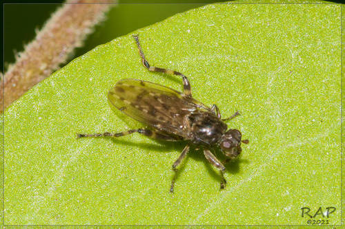 Maculantrops hirtipes