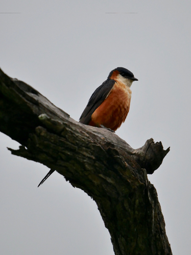 Mosque Swallow
