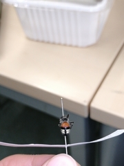 Trogaspidia catanensis