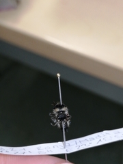 Trogaspidia catanensis