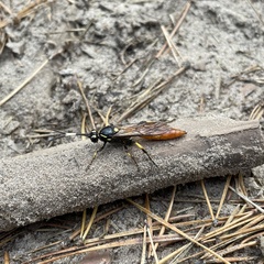 Protichneumon pisorius