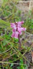 Lachenalia youngii