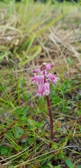 Lachenalia youngii