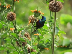 Cinnyris erythrocercus