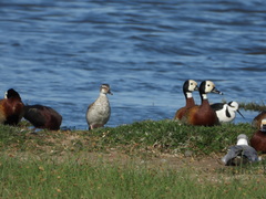 Callonetta leucophrys