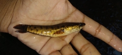 Channa punctata