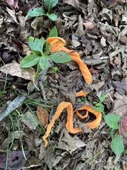 Clavulinopsis sulcata