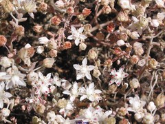 Sedum pedicellatum