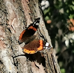 Vanessa atalanta