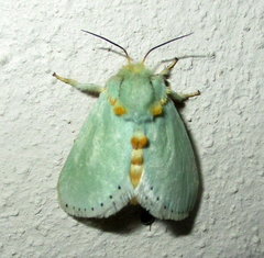 Coenobasis