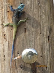 Acanthocercus atricollis
