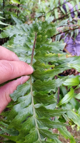 Asplenium polyodon observed 2018-03-19