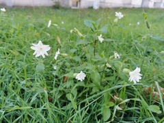 Silene latifolia