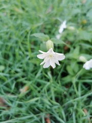 Silene latifolia