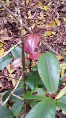Myrsine lessertiana