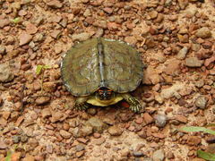 Rhinoclemmys punctularia