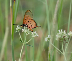 Acraea neobule