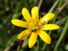 Ranunculus papulentus