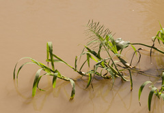 Paspalum repens