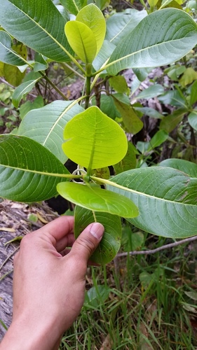 Psychotria mauiensis observed 2018-03-19