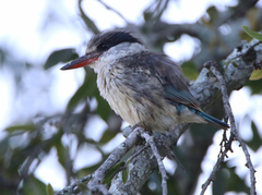 Halcyon chelicuti chelicuti