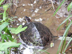 Rhinoclemmys punctularia