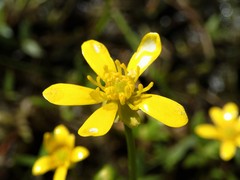 Ranunculus papulentus