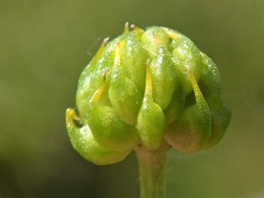 Ranunculus papulentus