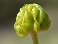 Ranunculus papulentus
