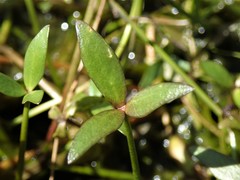 Ranunculus papulentus