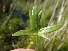 Ranunculus papulentus