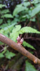 Rubus hawaiensis